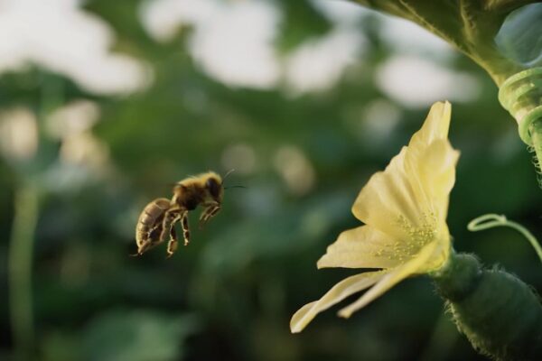 PRODUCTORA AUDIOVISUAL PROYECTO 3D FERMENTA FILMS